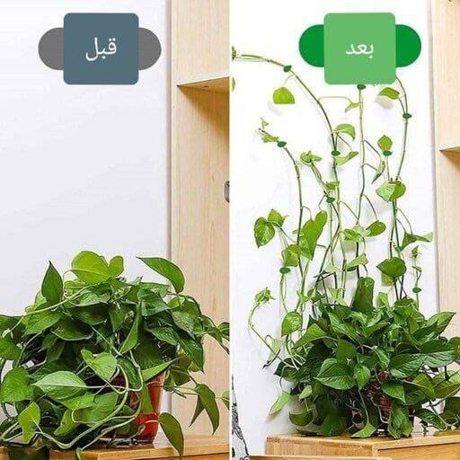 گیره نگهدارنده گیاه پتوس طرح گل بسته 10عددی